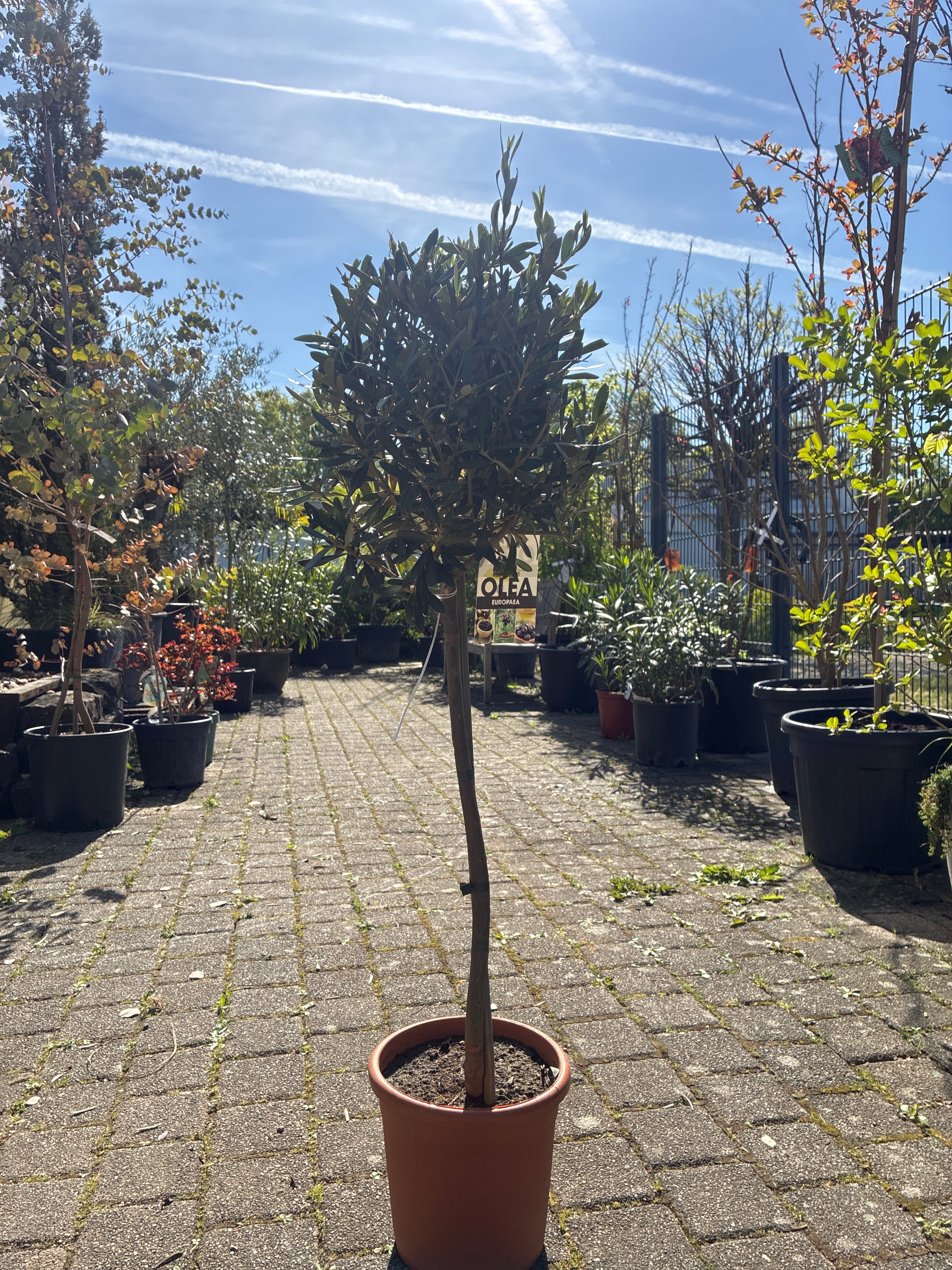 Olivenbaum / Olea europaea